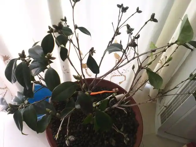 我的山茶花老是掉叶子(先是叶子的部分地方变成褐色,然后干枯或整片