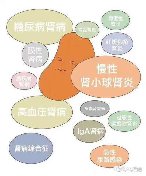 慢性肾小球肾炎是如何演变尿毒症的