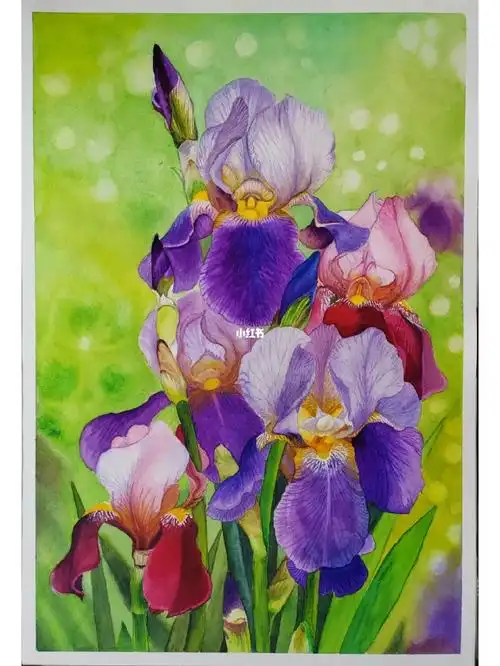 水彩鸢尾花