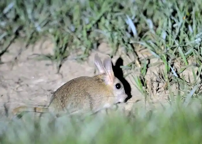 艾虎子和五趾跳鼠