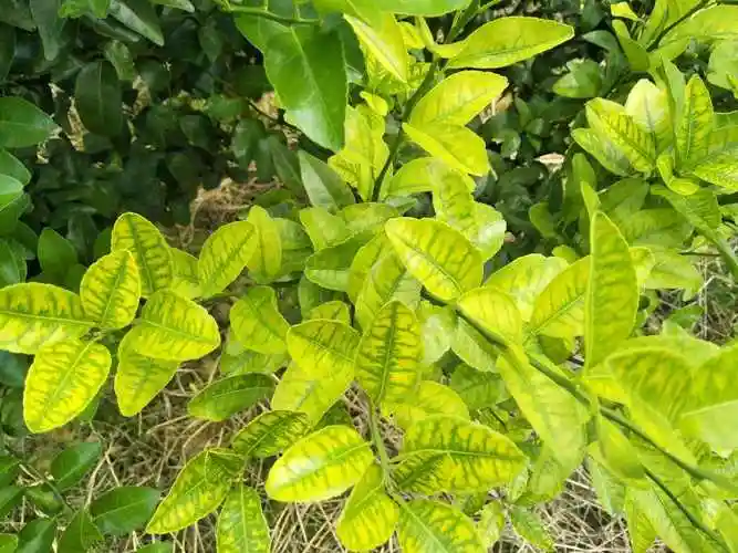 全面防控柑橘黄龙病千万别大意了清除柑橘黄龙病树有法可依请速看