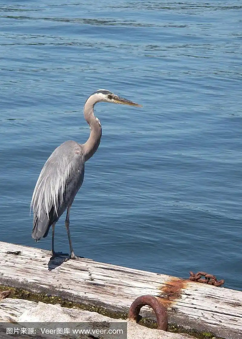 blue heron