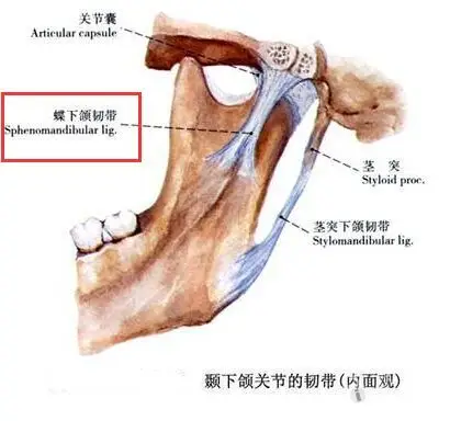 7蝶下颌韧带.jpg