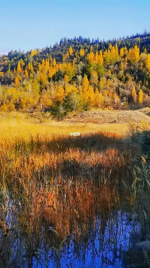 阿勒泰将军山森林公园