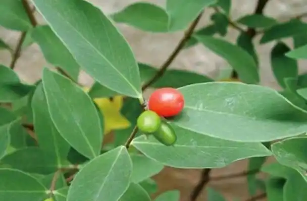 农村这种了哥王全株有毒却是很厉害的解毒植物跌打损伤找它