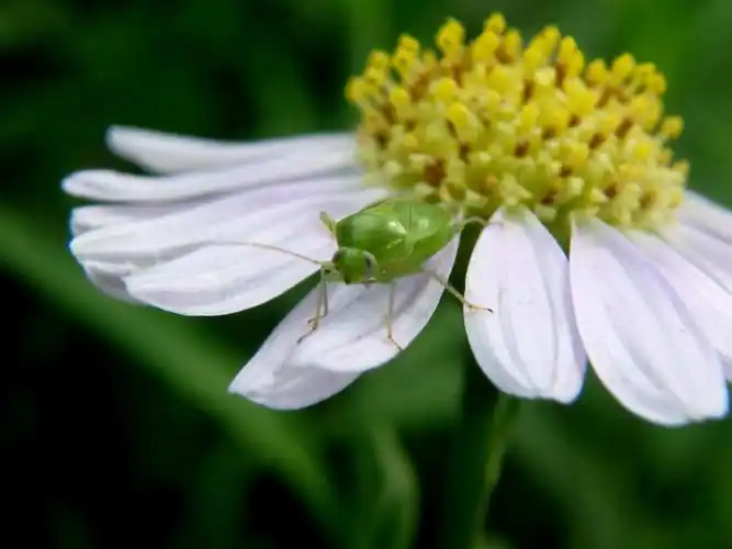 20160705绿盲蝽-桥园
