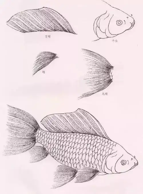 金鱼工笔画法(图文教程)_步骤