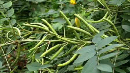 农村以前常见的野绿豆, 80后90后常玩的玩具, 00后可能没有玩过了