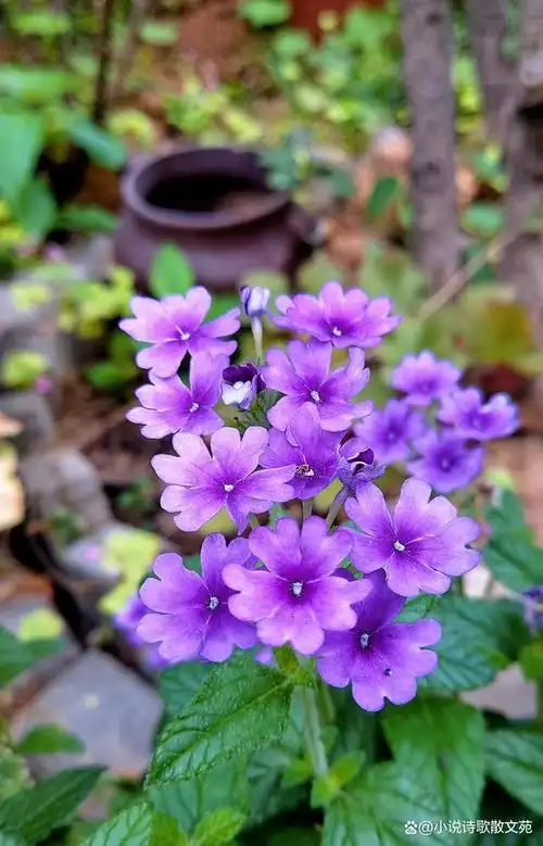 散文:樱草花,紫色的浪漫