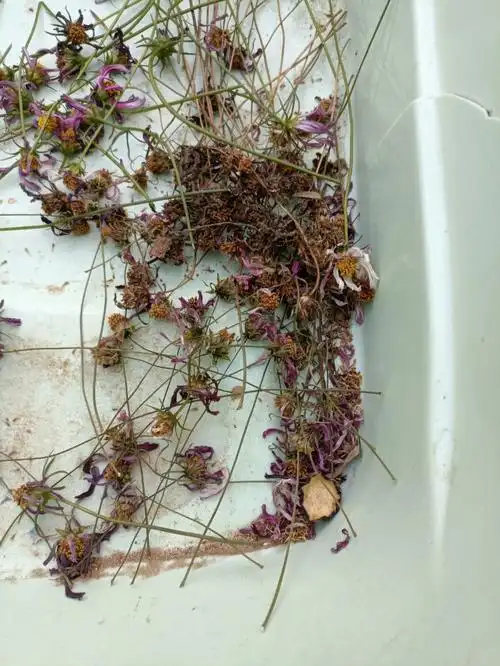 波斯菊收种子喽