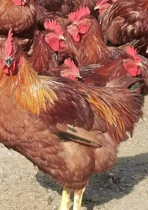 380红玉大红公鸡