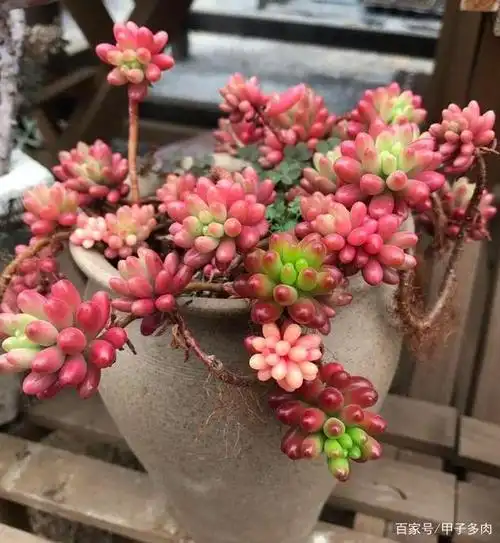 养多肉虹之玉锦谨记"4方面",叶片晶莹剔透,串串似葡萄