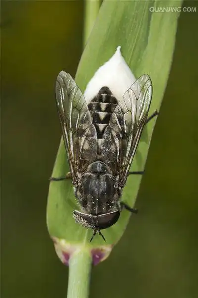 【别名】蜚虻,牛虻,牛蚊子,绿头猛钻,牛苍蝇,瞎虻虫,瞎蚂蜂,瞎蠓,牛魔