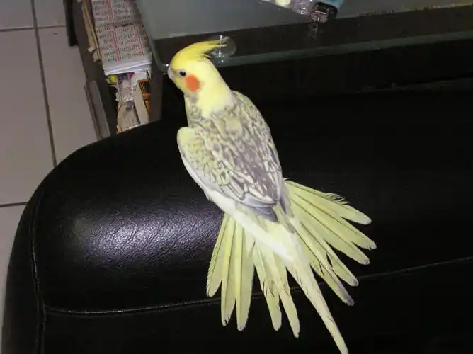 【红脸古铜珍珠派特玄凤】 珍珠(pearl): 珍珠基因也是一种性联基因.