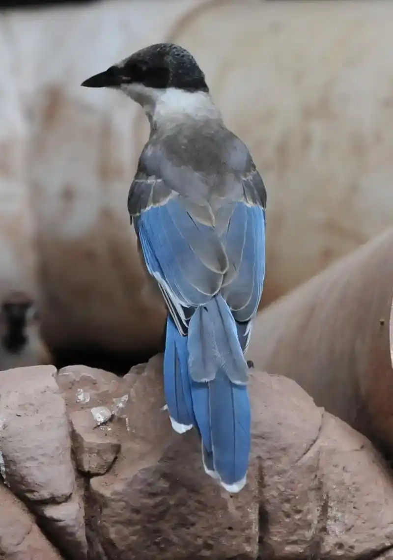 灰喜鹊:灰喜鹊别称蓝膀喜鹊,蓝鹊,马尾鹊,山鹊,羊乌鹊等