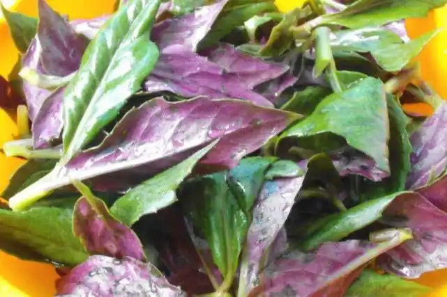 它被人叫"补血菜",农村人见到就摘,不仅能吃用处还极大