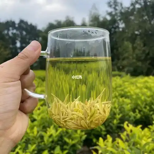 女神茶--安吉奶白茶(黄金芽)