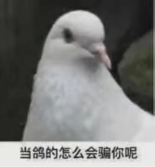 鸽子表情包当鸽的怎么会骗你呢