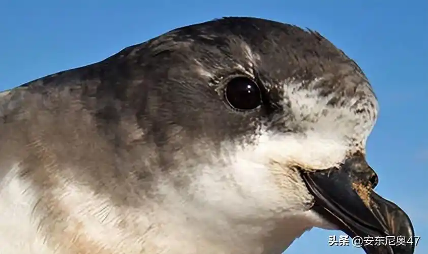 灭绝又被发现的10种动物有哪些 灭绝又被发现的动物名单