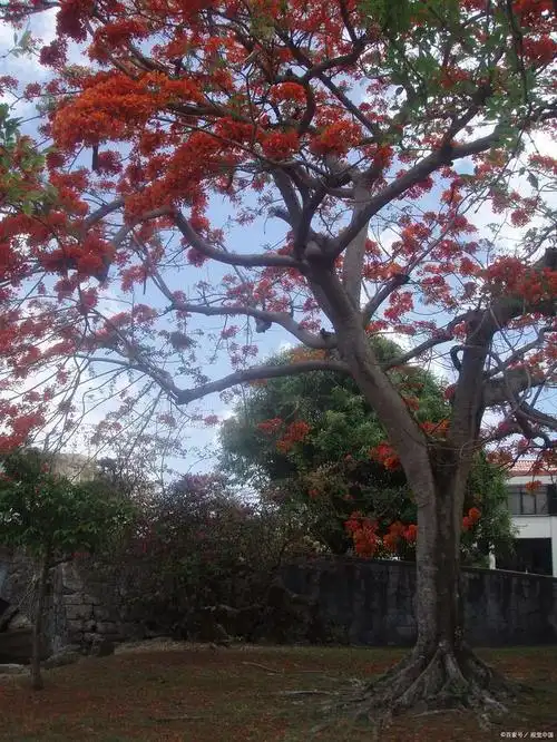 凤凰树的特点是什么