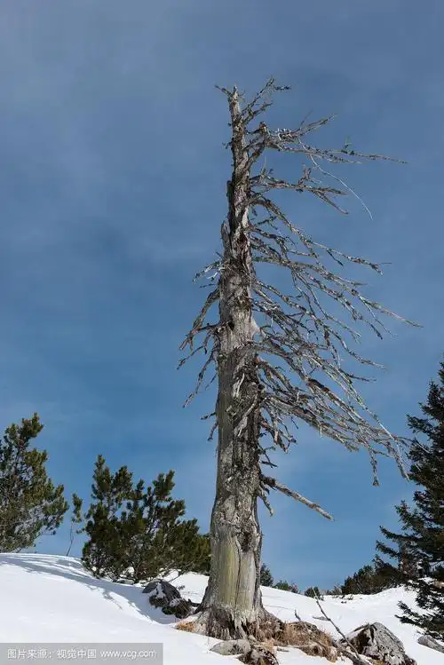 雪地里的一棵枯树