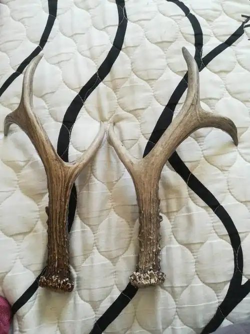 这样的野鹿角值钱吗