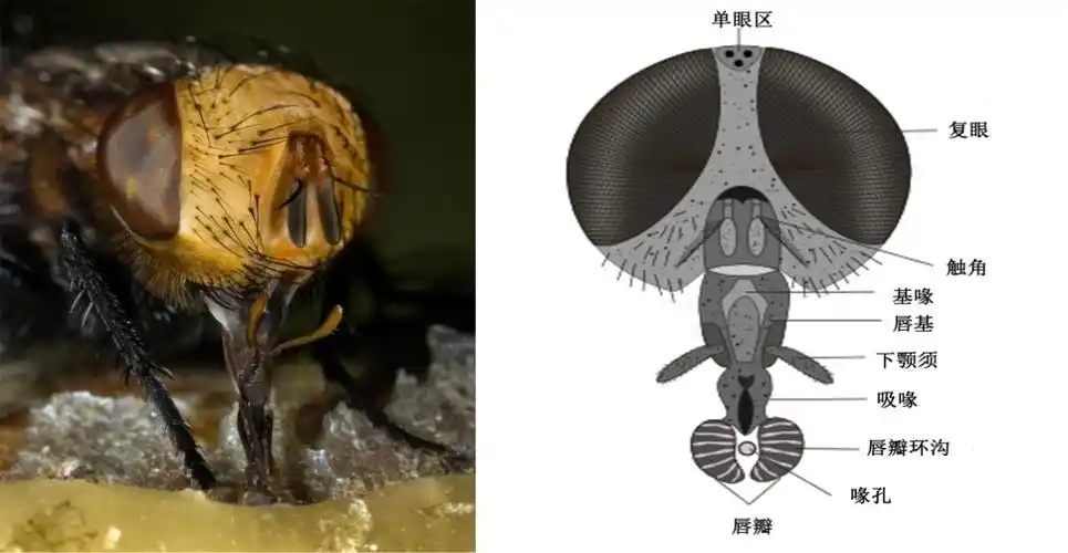 舐吸式口器(苍蝇)