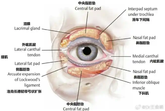 眶周#区域的解剖结构复杂,包括支撑眼睑,眼球,泪腺系统和周围神经