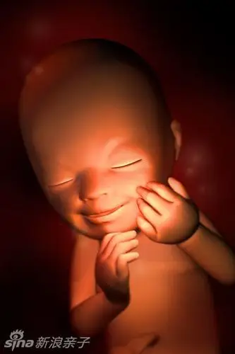 孕期胎儿在子宫里发育照(组图)