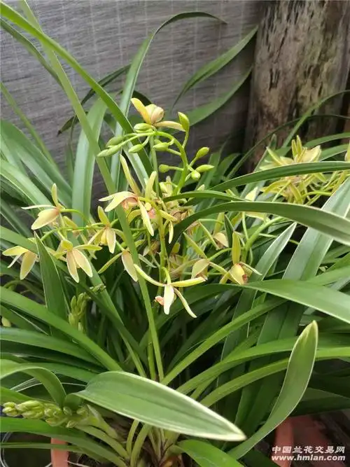 帝皇妃(大果冠)开起花来也疯狂-建兰篇-中国兰花交易网社区