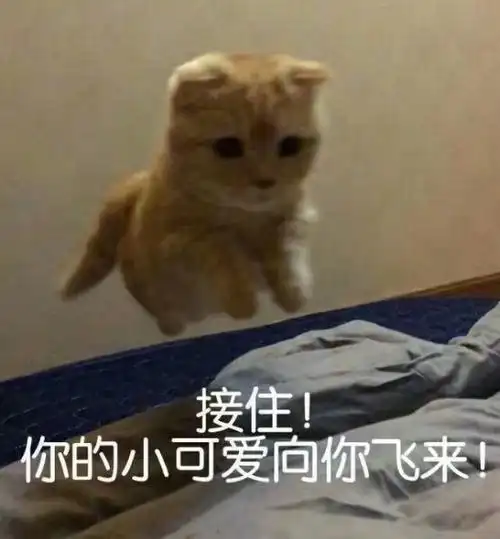 你的小可爱向你飞来(猫咪)_猫咪_小可爱_飞来_接住表情