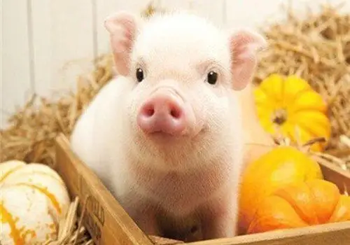 爆红可爱小粉猪图片粉色小猪很可爱