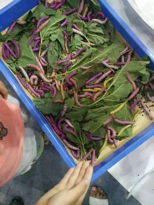 大家见过彩色的蚕宝宝吗