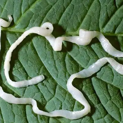 虫体寄生在猫体内,吸取营养,给猫生长发育造成影响,当虫体大量寄生时