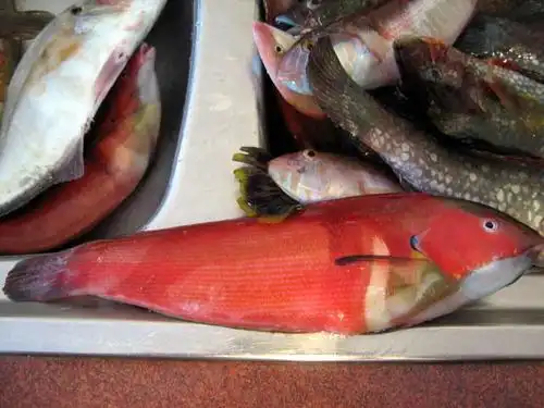 请问大家,图片里的这是什么鱼?