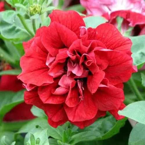 重瓣矮牵牛花种子籽子喇叭花春夏易播种成活室内外盆栽花种子大全