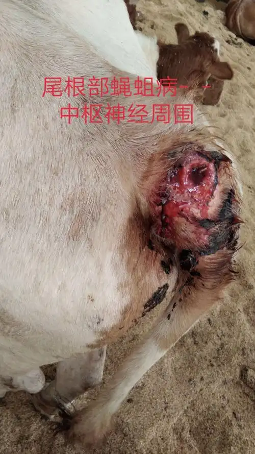 牛皮蝇蛆病的诊治