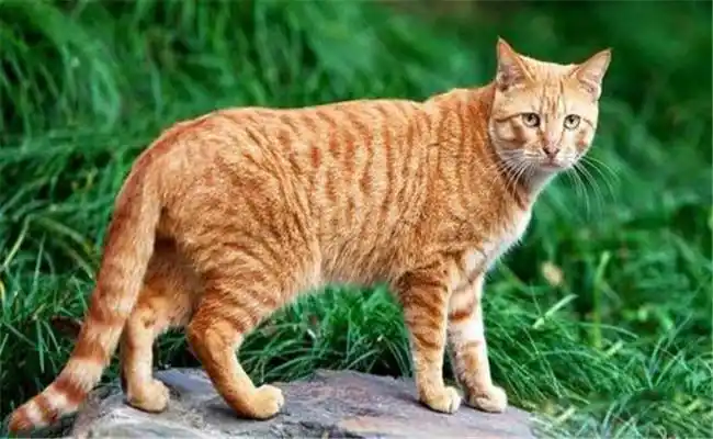 家猫品种国内家猫的品种介绍