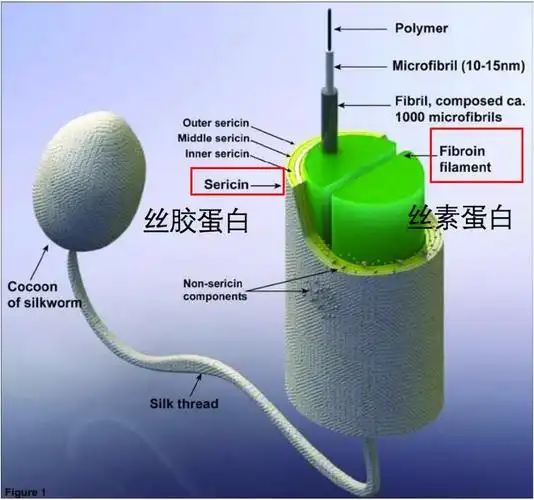 蚕丝,在医学中竟然有这么多用途!