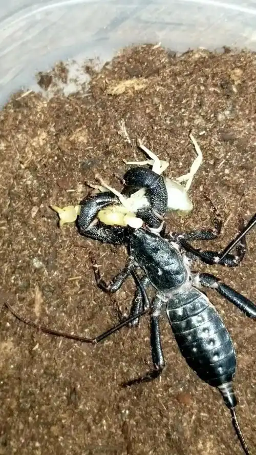 youtube巨人鞭蝎捕食蝎子