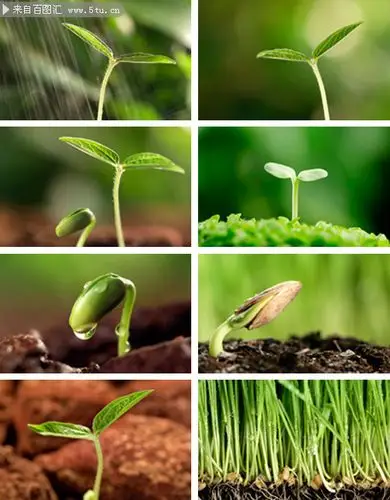 绿芽儿摄影图片
