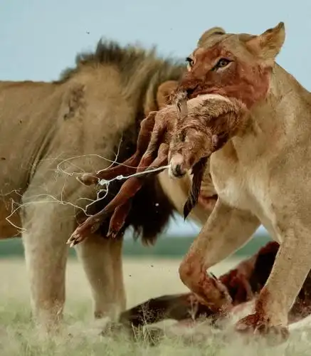 1215期 :①鬣狗活吃怀孕的斑马②蛇将蟾蜍内脏扯出来吃③狮子四面包抄