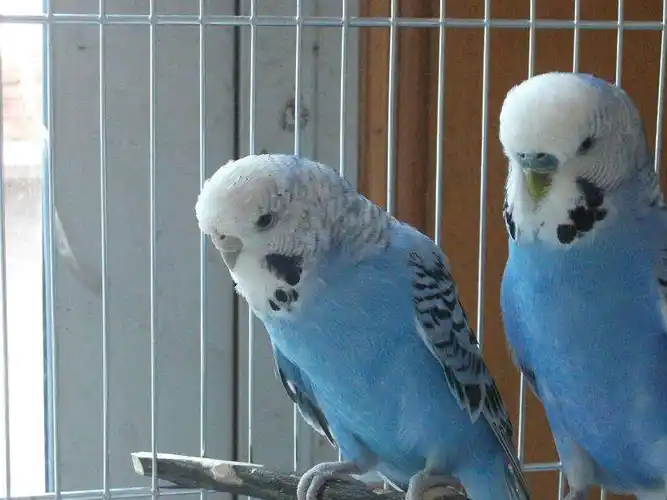 虎皮鹦鹉手养要点,最好养的鹦鹉也有注意事项_笼子_补充_食物