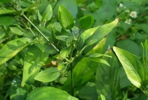 农村的野菜主治眩晕耳鸣健忘不寐腰膝酸软你吃过吗