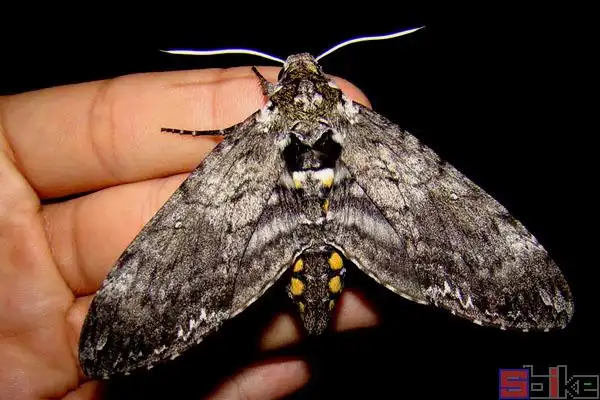 烟草天蛾_传粉夜蛾