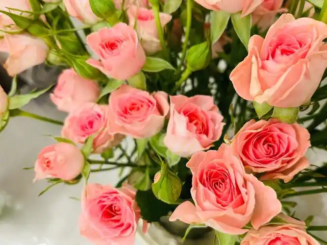 鲜花分享之高雅爱人多头玫瑰