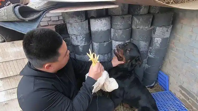 黑豹当着小丁面把小母鸡咬了,今天谁都别拉我,谁拉我我跟谁急