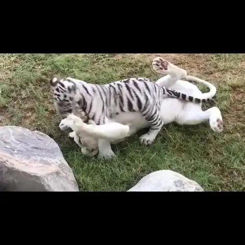 小白虎将大白狮扑倒在地上,大白狮:这家伙太生猛!