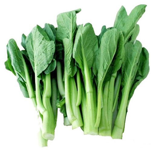 菜心宁夏甜脆种子盆栽四季油菜农家小青菜籽家庭园艺种子