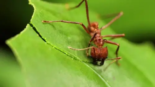 小小蚂蚁,居然在《狮子王》里有重要戏份?